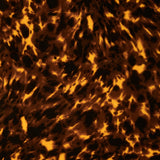 Lonesome George in Walnut - Fabric